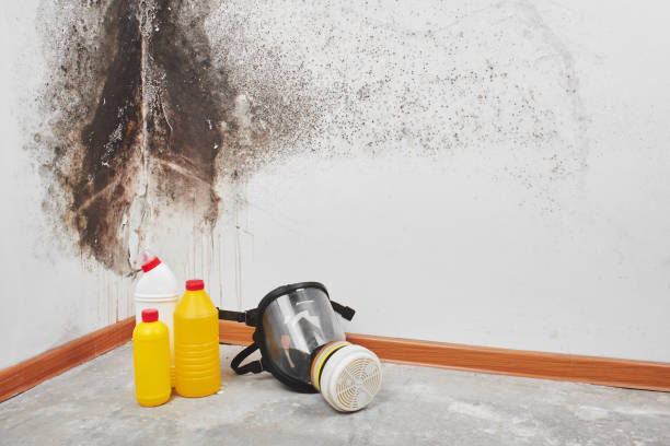 Best Office Mold Removal Services  in Jackson, WI