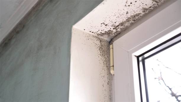 Best Toxic Mold Removal  in Jackson, WI