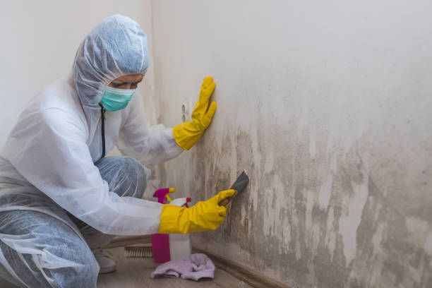 Best Mold Removal and Inspection  in Jackson, WI