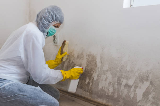 Best Emergency Mold Removal  in Jackson, WI
