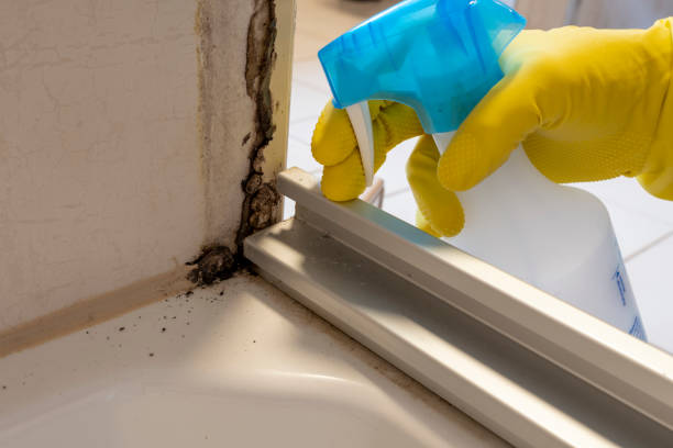 Mold Testing and Removal in Jackson, WI