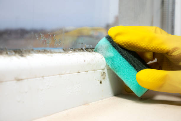 Best Commercial Mold Removal  in Jackson, WI