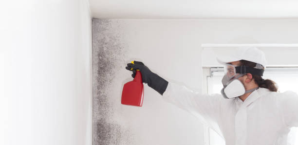 Best Black Mold Removal  in Jackson, WI