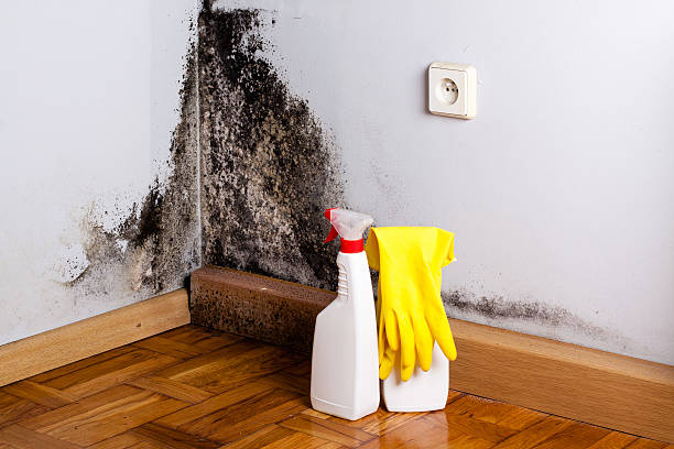 Best Mold Remediation  in Jackson, WI