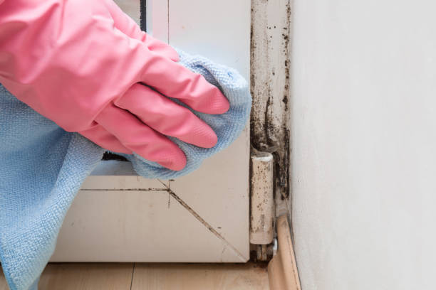 Best Office Mold Removal Services  in Jackson, WI